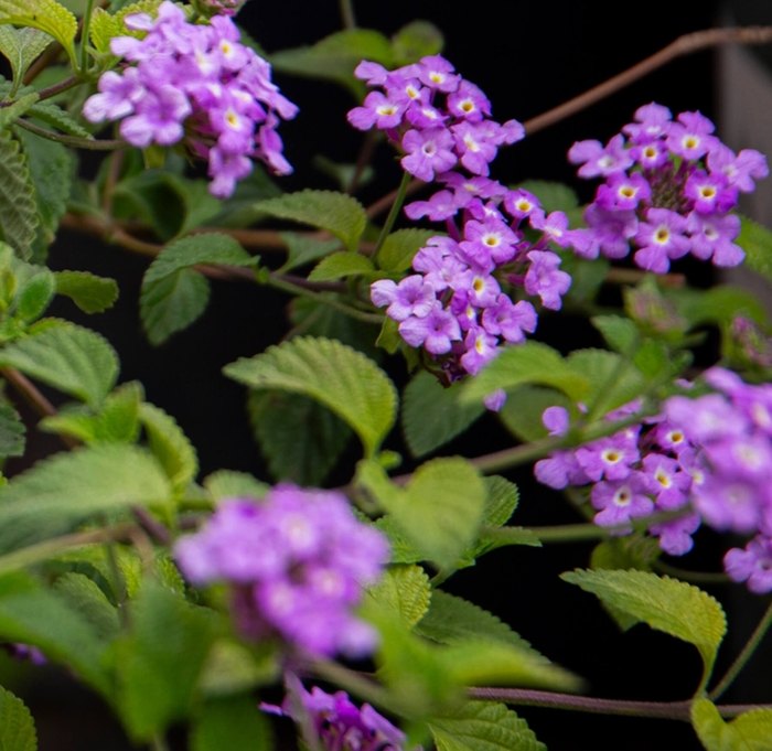Trailing Lantana - Lantana sellowiana 'trailing lavender' from Whitfill Nursery