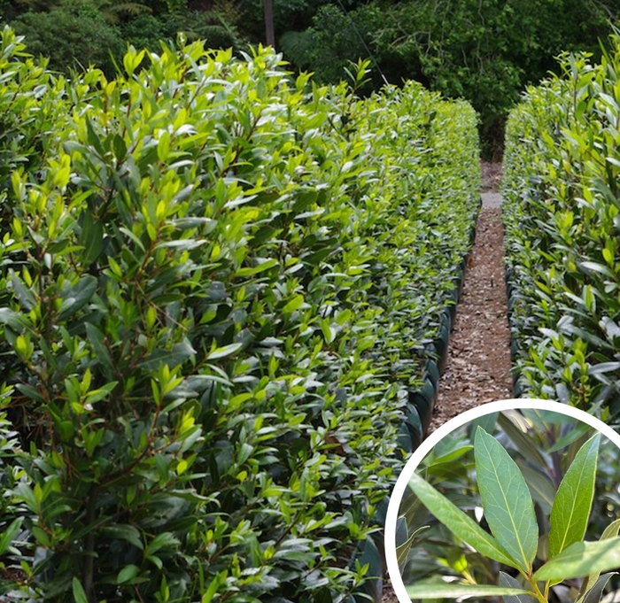 Sweet Bay - Laurus nobilis from Whitfill Nursery