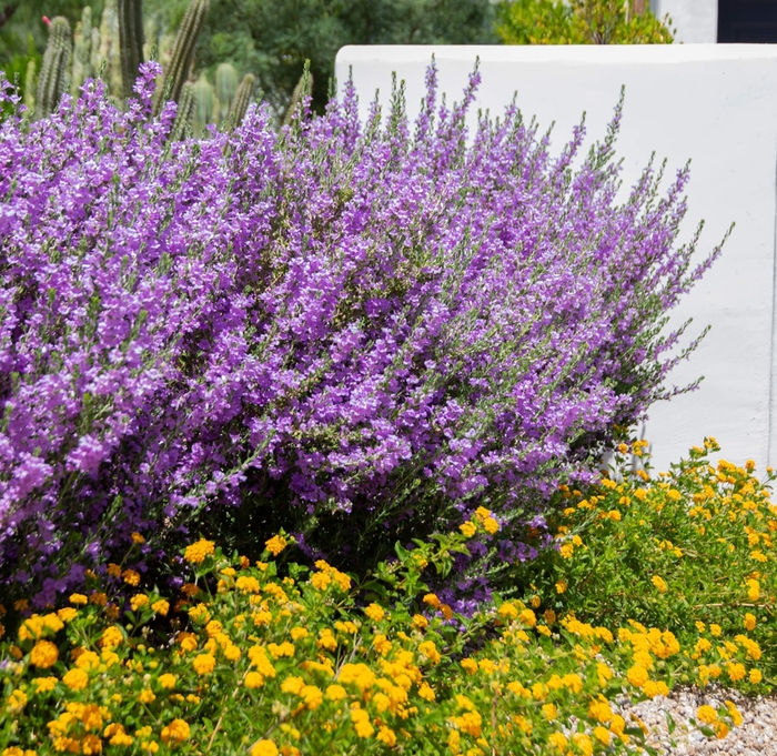 Heavenly Cloud Texas Sage - Leucophyllum frutescens 'Heavenly Cloud' from Whitfill Nursery