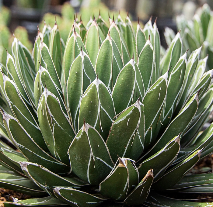 Queen Victoria Agave - Agave victoria-reginae from Whitfill Nursery