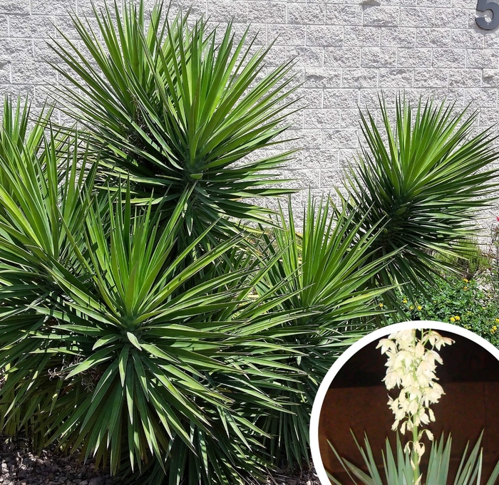 Soft Leaf Yucca (Yucca Pendula) - Yucca recurvifolia from Whitfill Nursery