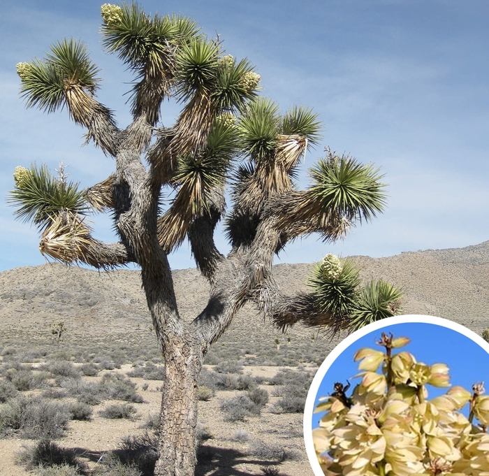 Joshua Trees - Yucca brevifolia from Whitfill Nursery