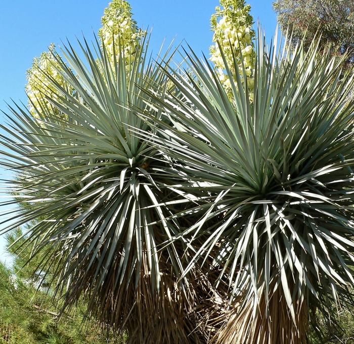 Rigid Blue Yucca - Yucca rigida from Whitfill Nursery