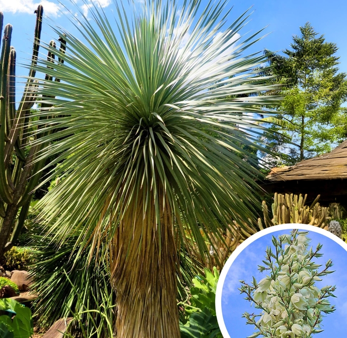 Soaptrees Yucca - Yucca elata from Whitfill Nursery