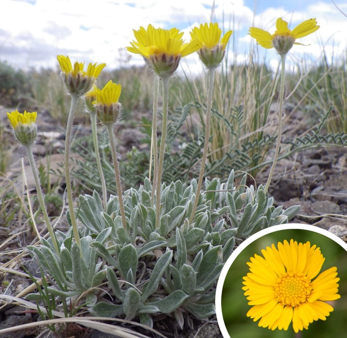Angelita Daisy - Tetraneuris acauliis (Hymenoxys acaulis) from Whitfill Nursery