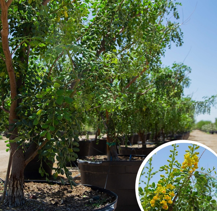 Cascalote - Caesalpinia cacalaco from Whitfill Nursery