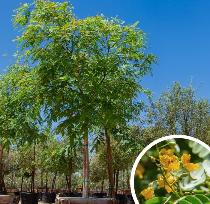 Tipu - Tipuana tipu from Whitfill Nursery