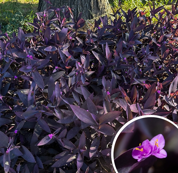 Purple Heart - Tradescantia Pallida Purpurea from Whitfill Nursery