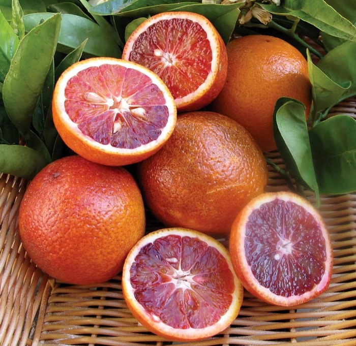 Moro Blood Orange - Citrus sinensis 'Moro' from Whitfill Nursery