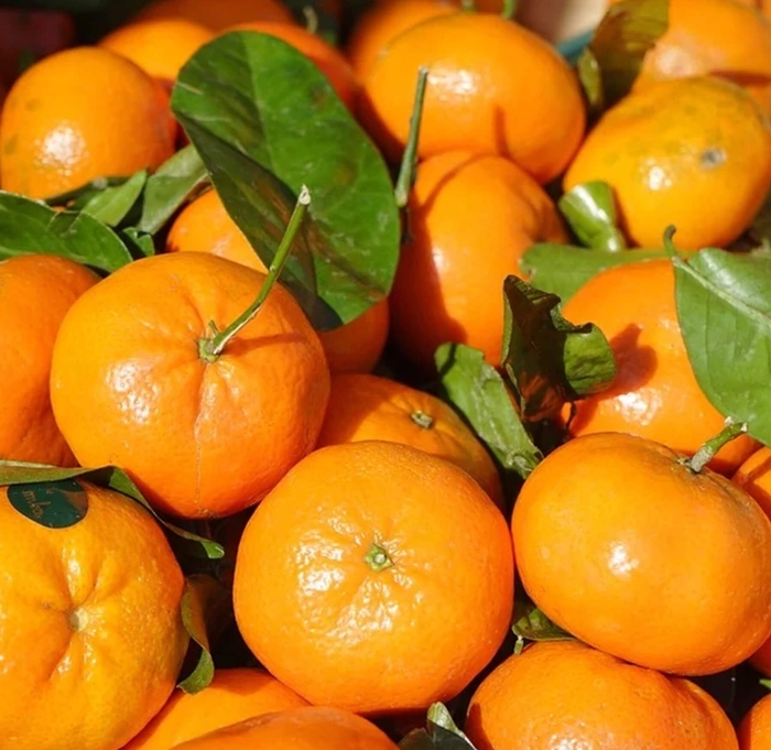 Clementine Mandarin - Citrus reticulata 'Clementine' from Whitfill Nursery