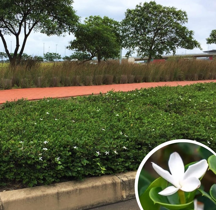 Green Carpet Natal Plum - Carissa macrocarpa 'Green Carpet' from Whitfill Nursery