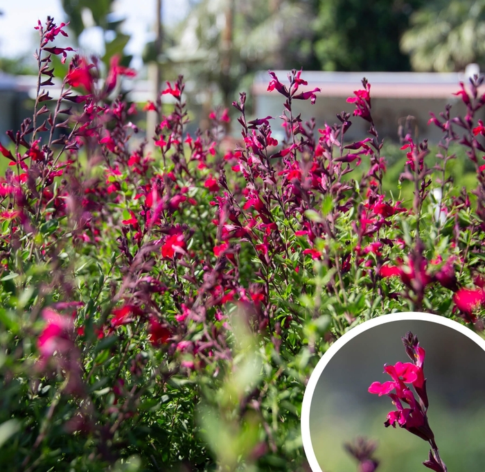 Autumn Sage - Salvia greggii from Whitfill Nursery