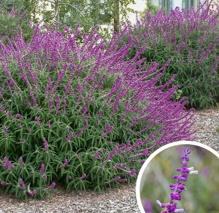 Mexican Bush Sage - Salvia leucantha from Whitfill Nursery