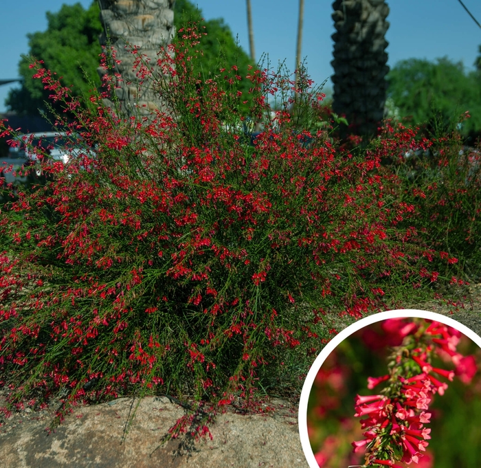 Coral Fountain (Firecracker Plant) - Russelia equisetiformis from Whitfill Nursery