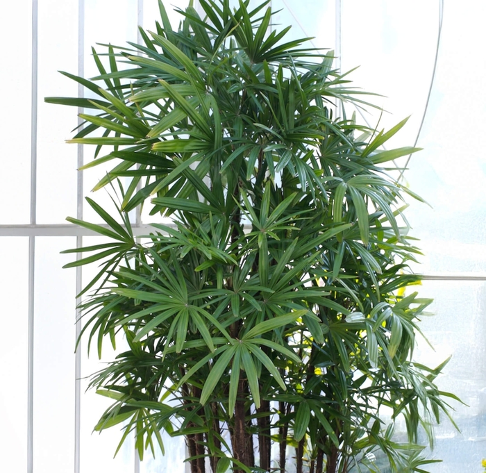 Lady Palm - Rhapis excelsa from Whitfill Nursery