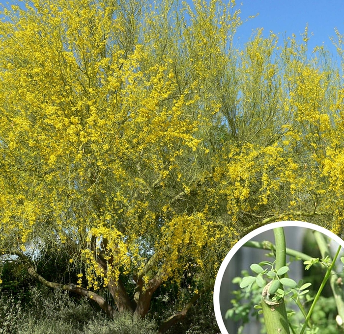 Blue Palo Verde - Parkinsonia florida (Cercidium floridum) from Whitfill Nursery