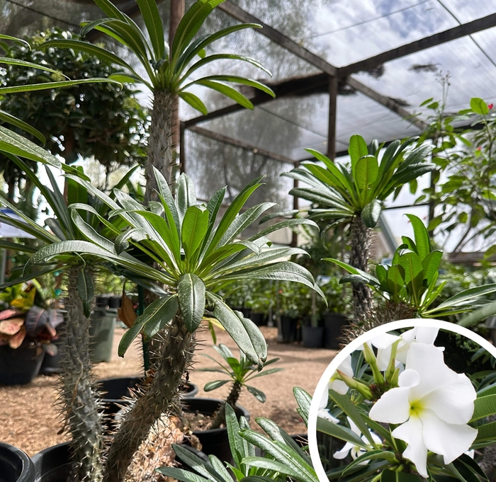Madagascar Palm - Pachypodium lamerei from Whitfill Nursery