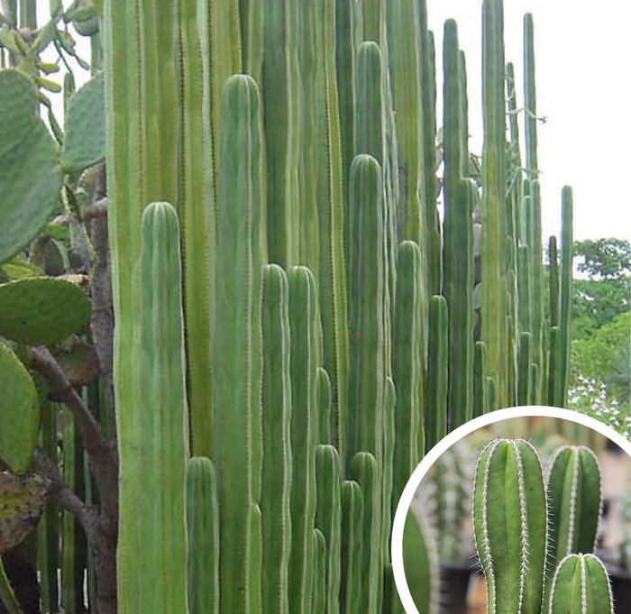 Mexican Fence Post Cactus - Pachycereus marginatus (Stenocereus marginatus) from Whitfill Nursery