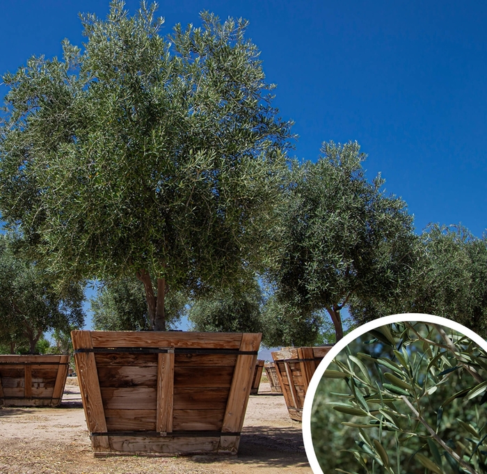 Swan Hill Olive Trees - Olea europaea 'Swan Hill' from Whitfill Nursery