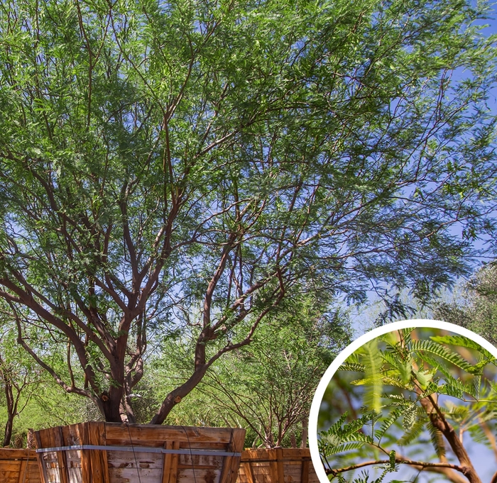 American Mesquite Tree - Prosopis Americana from Whitfill Nursery