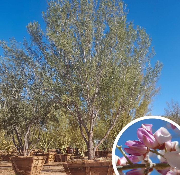 Desert Ironwood - Olneya tesota from Whitfill Nursery
