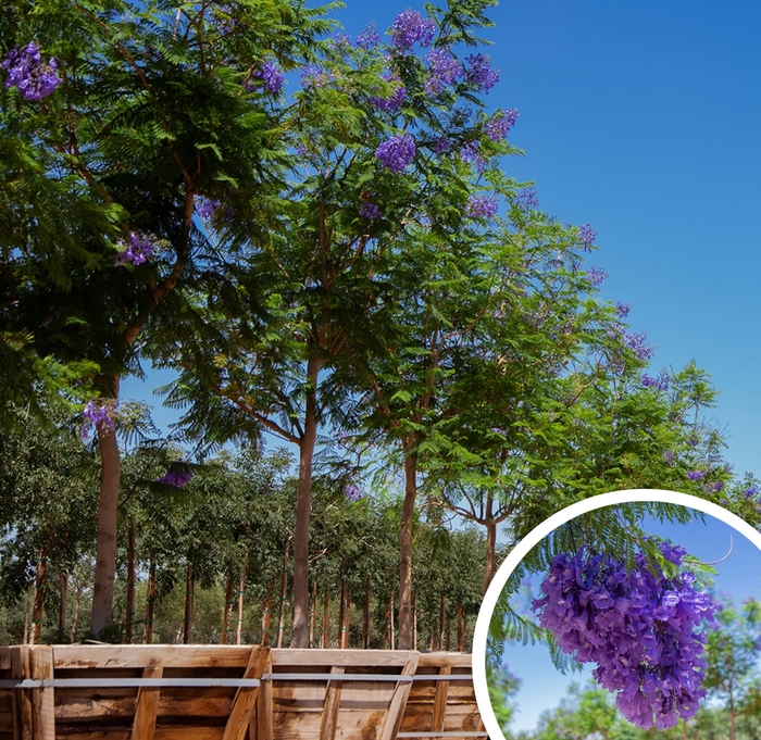 Jacaranda - Jacaranda mimosifolia from Whitfill Nursery