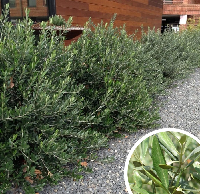 Little Ollie - Olea europaea 'Dwarf Olive' from Whitfill Nursery