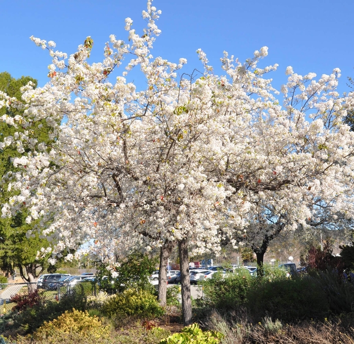 Evergreen (Flowering) Pear - Pyrus kawakamii from Whitfill Nursery
