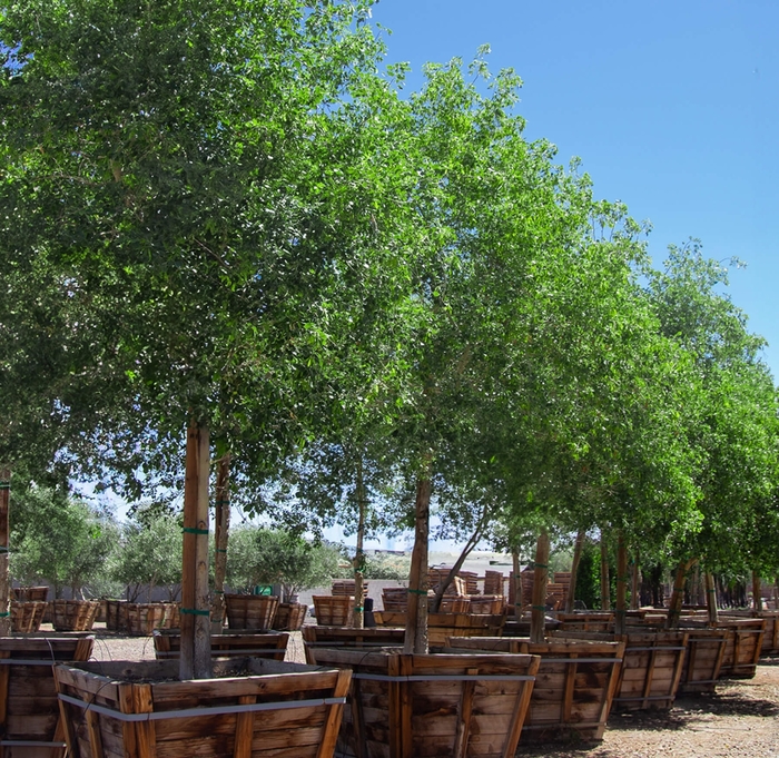 Sissoo / Indian Rosewood - Dalbergia sisso from Whitfill Nursery