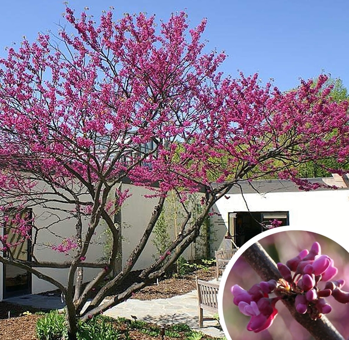 Oklahoma Redbud - Cercis reniformis 'Oklahoma' from Whitfill Nursery
