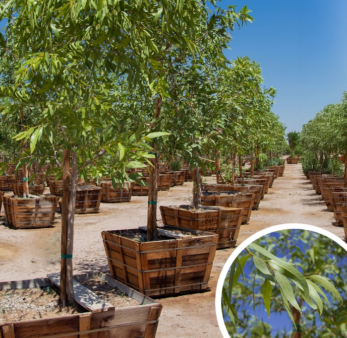 Ghost Gum - Eucalyptus papuana from Whitfill Nursery