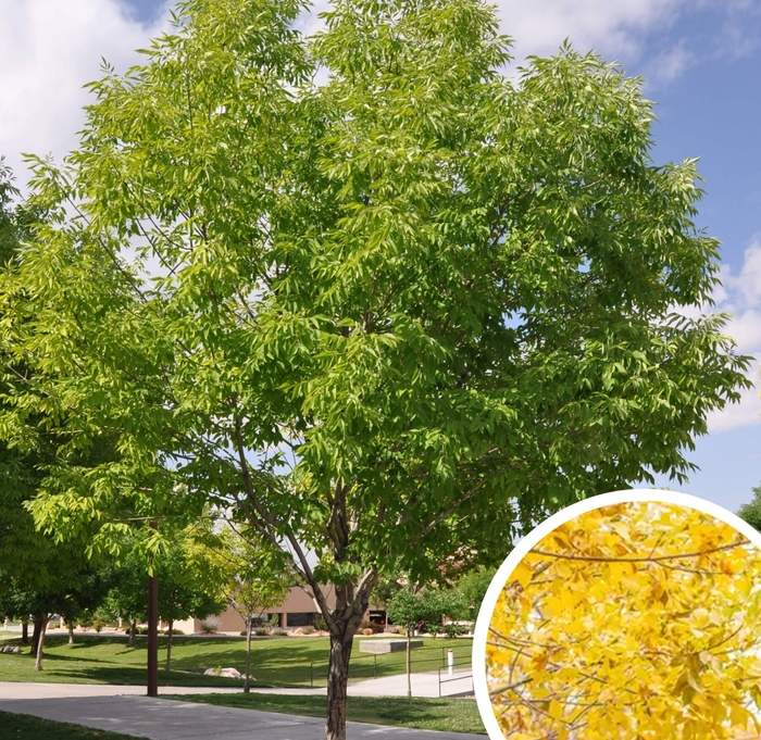 Bonita Ash - Fraxinus velutina 'Bonita' from Whitfill Nursery