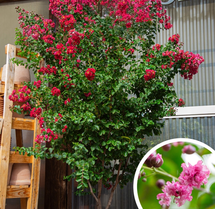 Crapemyrtle - Lagerstroemia indica from Whitfill Nursery