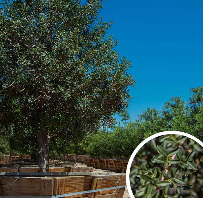 Mastic (Evergreen Pistache) - Pistacia lentiscus from Whitfill Nursery