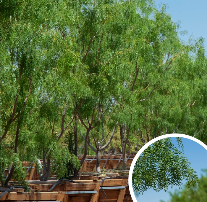 Honey Mesquite - Prosopis glandulosa from Whitfill Nursery
