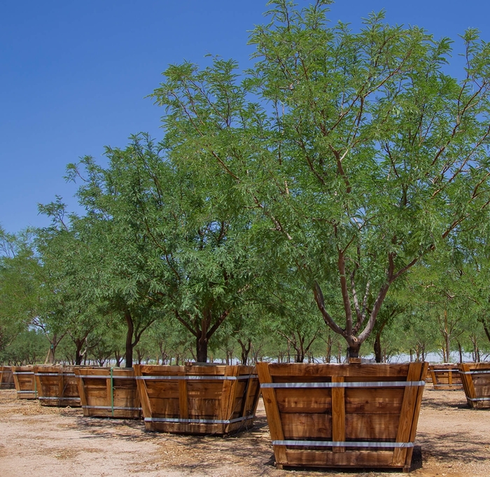 AZT™ Seedless Mesquite - Prosopis seedless hybrid from Whitfill Nursery