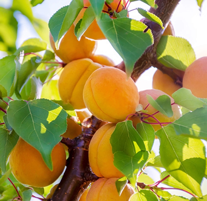 Katy Apricot - Prunus armeniaca 'Katy' from Whitfill Nursery