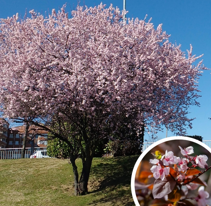 Purple Leaf Plum - Prunus cerasifera from Whitfill Nursery