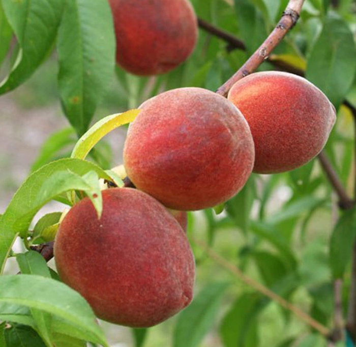 Desert Gold Peach - Prunus persica 'desert gold' from Whitfill Nursery