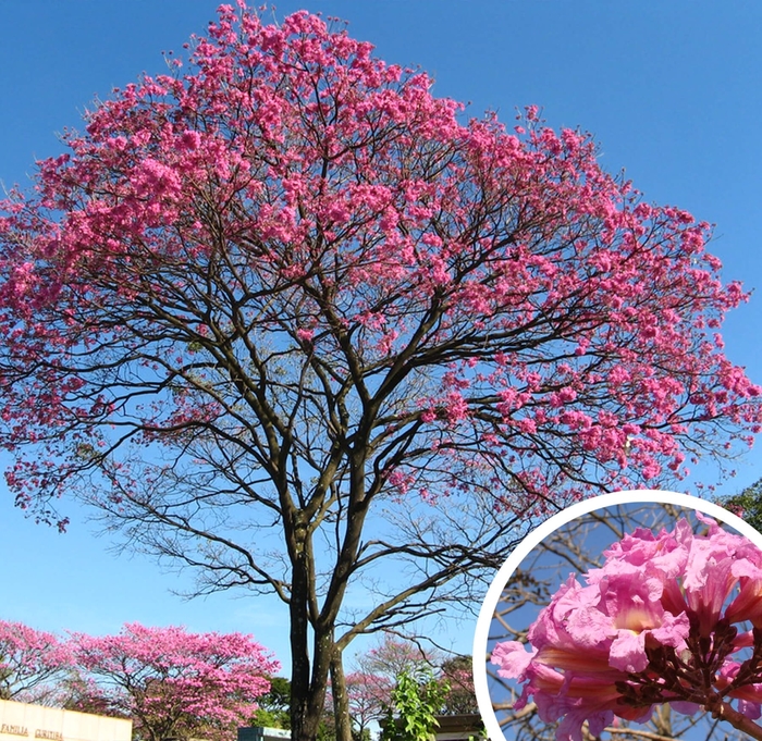 Pink Trumpet Trees - Tabebuia impetiginosa from Whitfill Nursery