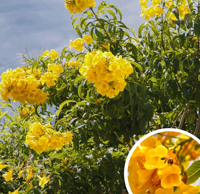 Arizona Yellow Bells - Tecoma stans angustata from Whitfill Nursery