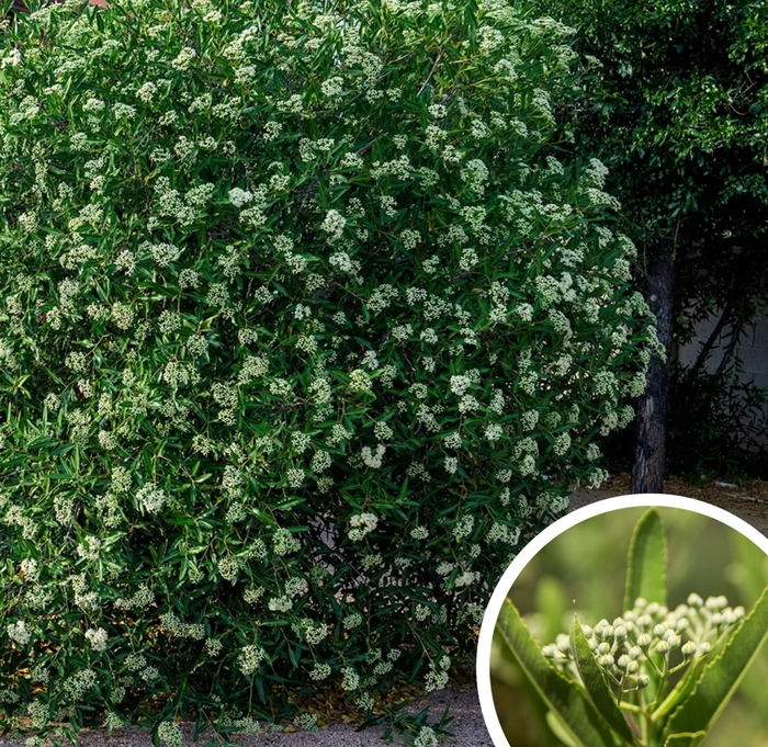Arizona Rosewood - Vauquelinia californica from Whitfill Nursery