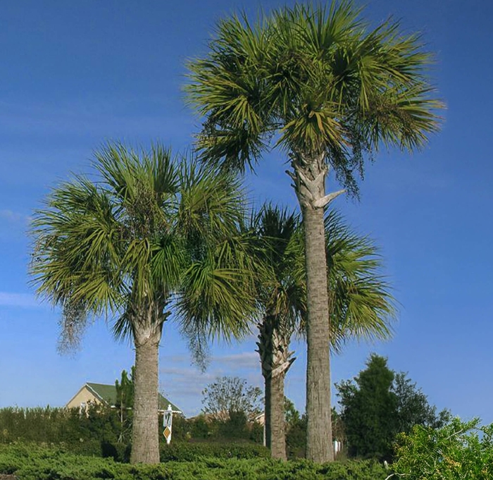 Sabal Palm - Sabal palmetto from Whitfill Nursery