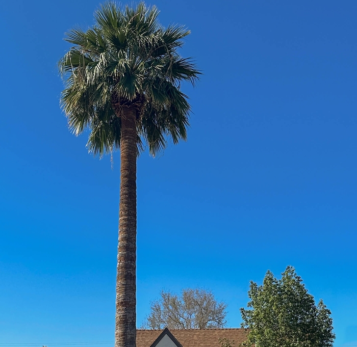 California Fan Palm - Washingtonia fillifera (filibusta) from Whitfill Nursery