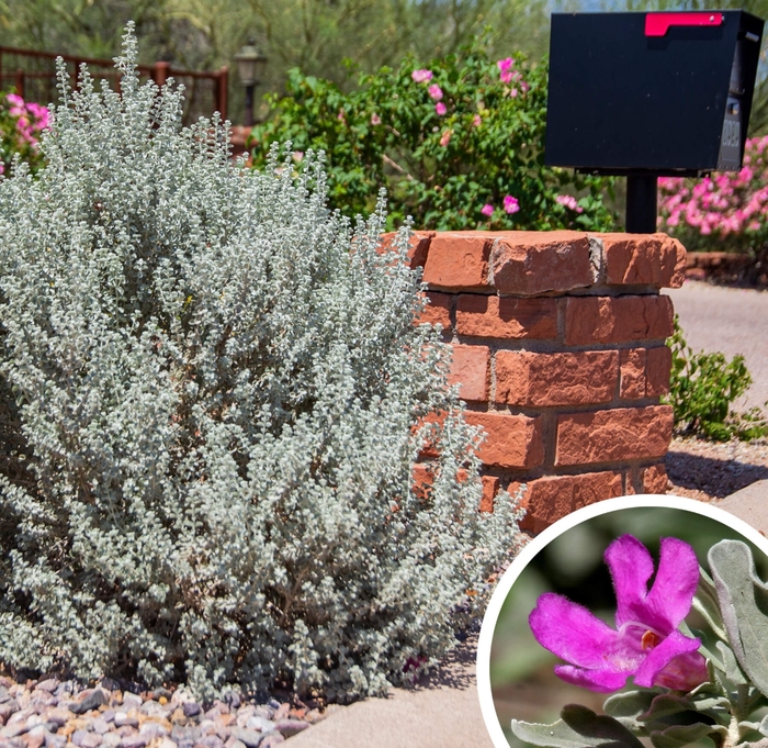 Texas Ranger Sage - Leucophyllum frutescens from Whitfill Nursery