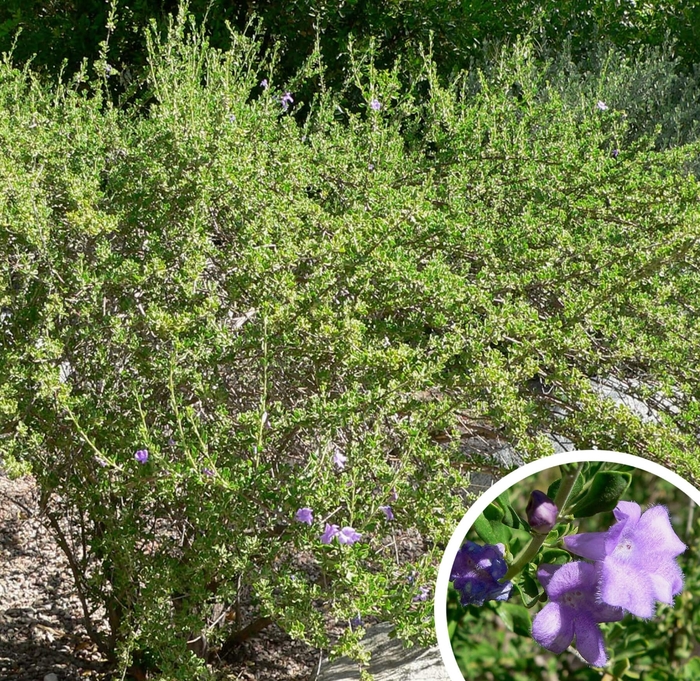 Chihuahuan Sage - Leucophyllum laevigatum from Whitfill Nursery