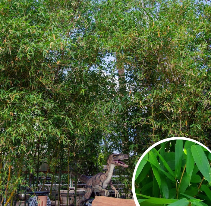 Giant Timber Bamboo - Bambusa oldhamii from Whitfill Nursery