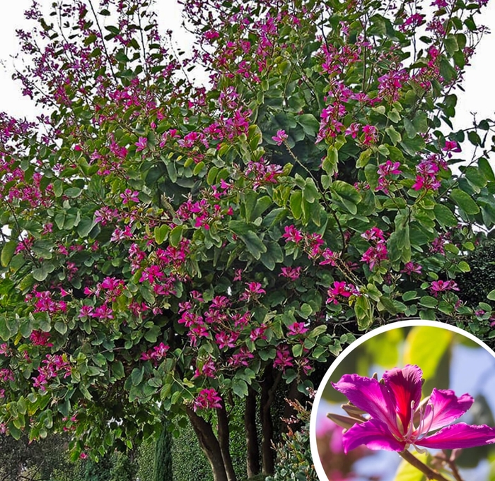 Hong Kong Orchid Trees - Bauhinia x blakeana from Whitfill Nursery