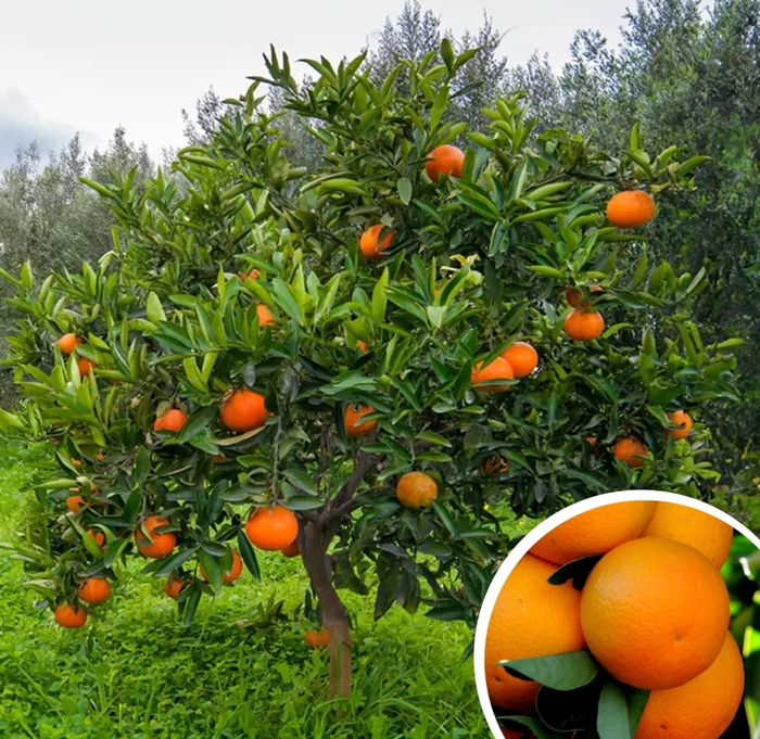 Washington Navel Orange - Citrus sinensis 'Washington' from Whitfill Nursery