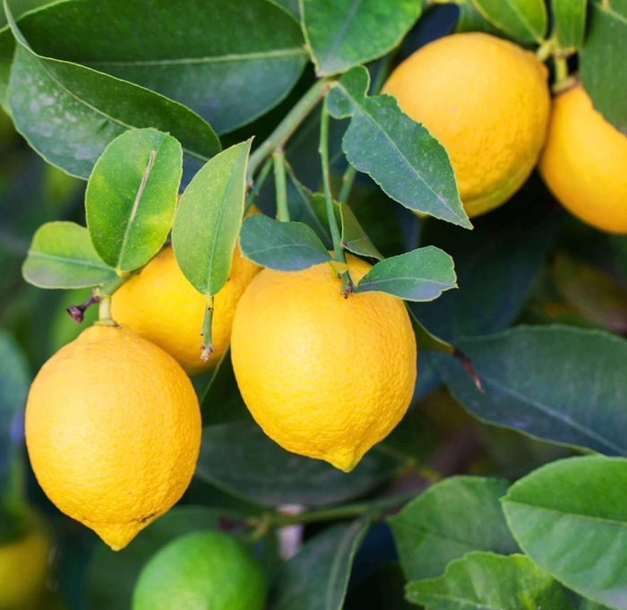 Eureka Lemon - Citrus limon 'Eureka' from Whitfill Nursery